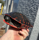 Super Red Northern Red Bellied Turtle Adult Female