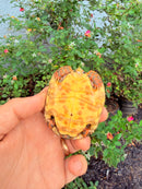 Hypomelanistic Cherryhead Red Foot Tortoise Baby 2026