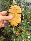 Franco-Italian Pond Turtle Adult Female