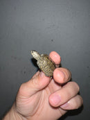 Concentric Diamondback Terrapin 2023 (Malaclemys terrapin)
