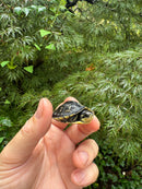 HI YELLOW Florida Box Turtle 2025