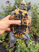 Adult Mississippi Diamondback Terrapin Female