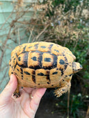 Jordanian Golden Greek Tortoise Female