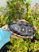 Ornate Diamondback Terrapin Female