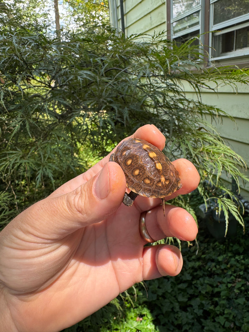 Hi Color Orange Baby Eastern Box Turtle