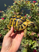 Eastern Hermann's Tortoise Adult Female