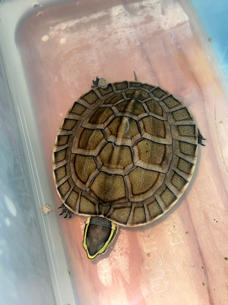 Ceram Box Turtle Baby