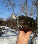 Adult Concentric Diamondback Terrapin Female