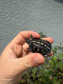 HI YELLOW Florida Box Turtle