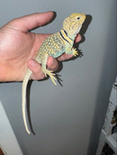Aquaflame Blue Eastern Collared Lizard Adults (Crotaphytus collaris)