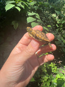 Pancake Tortoise Baby