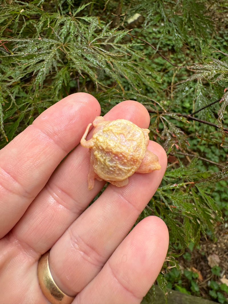 Baby Albino Common Snapping Turtle (DWARF) (Chelydra serpentina)