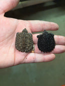 Cinnamon Snapping Turtle