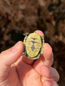 HI YELLOW Florida Box Turtle Baby