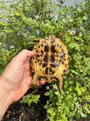 Flat Shell Turtle Juvenile Female 2025