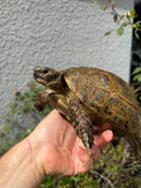 Mesopotamian Greek Tortoise Adult Female