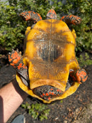Red Foot Tortoise Adult Male