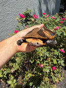 Twist-necked Turtle LTC Female