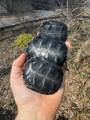 Japanese Pond Turtle 1.3 (Mauremys japonica) (Priced As Group)