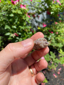 Albino Florida Snapping Turtle 2026