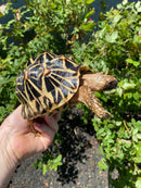 Indian Star Tortoise 2020