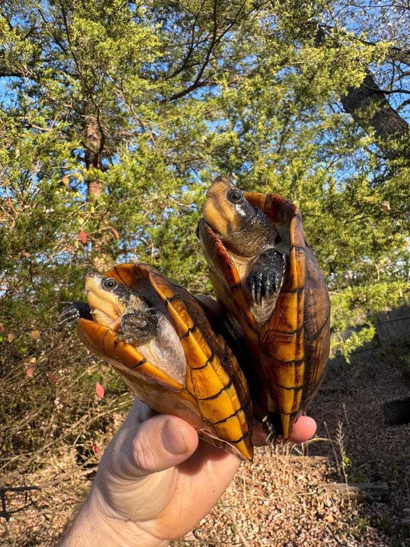 White Lipped Mud Turtle Adult Pair