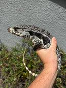 Blue Tegu Adult Male Breeder