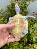 Ornate Diamondback Terrapin Female