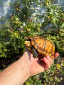 Hypo Yellow Scorpion Mud Turtle Adult Pair