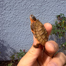 Vietnamese Three-striped Box Turtle