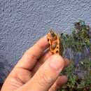 Vietnamese Three-striped Box Turtle