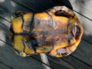 Suriname Red Foot Tortoise Adult Male