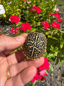 HI Yellow Desert Box Turtle
