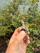 Hypomelanistic Common Snapping Turtle 2026