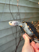 Ornate Diamondback Terrapin Female