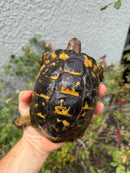 Mesopotamian Greek Tortoise Adult Male