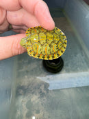 Hi Red Line Bred Pastel Red Eared Slider Turtle 2024