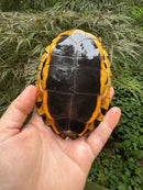 Twist-necked Turtle LTC Female