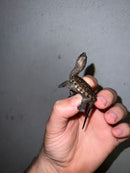 Cinnamon Snapping Turtle