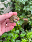 Hypomelanistic River Cooter Turtle Baby