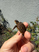 Hi Color Eastern Box Turtle Baby