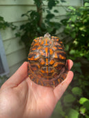 Gulf Coast Box Turtle 2021 Female