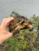 Mesopotamian Greek Tortoise Adult Female