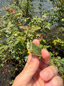 Pastel Picasso Red Eared Slider Turtle