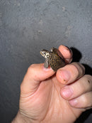 Hi White Concentric Diamondback Terrapin 2025