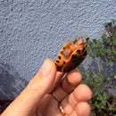 Vietnamese Three-striped Box Turtle