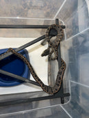 Amazon Tree Boa Baby 2023 CB