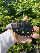 Ornate Diamondback Terrapin Female