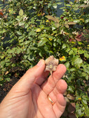 Albino Florida Snapping Turtle 2026