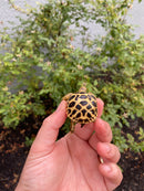 Burmese Star Tortoise 2026
